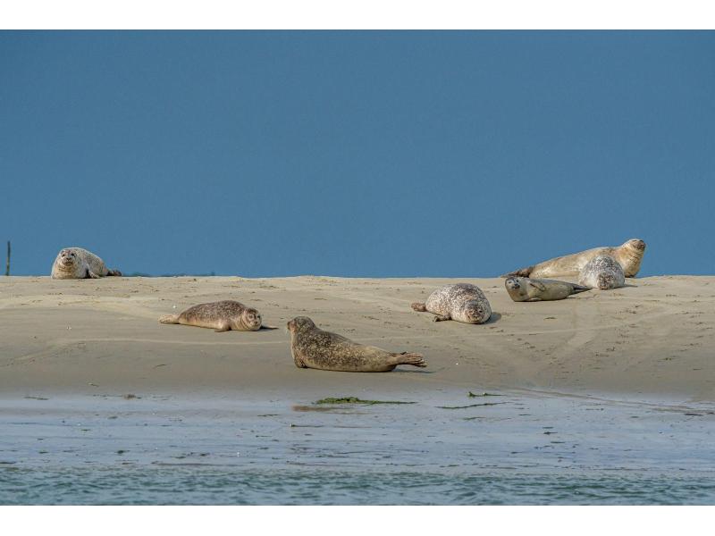 Renesse, Horizon 46 - Image 31