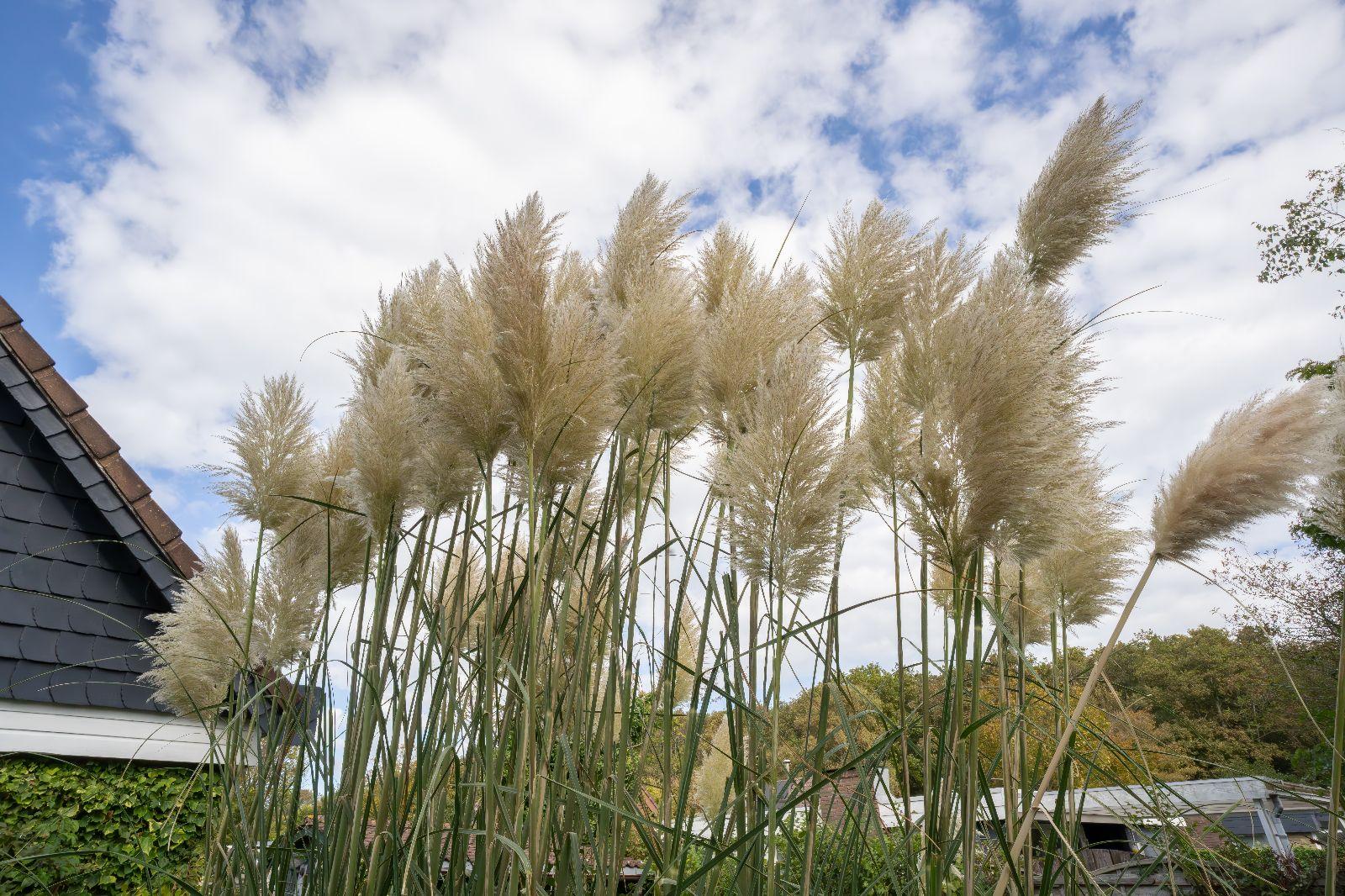 Renesse, Bongerd 30 - "Lotus" - Image 20